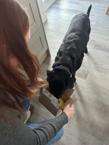 Spunky Pup Fruits Veggies godisleksak hund Banan gummi