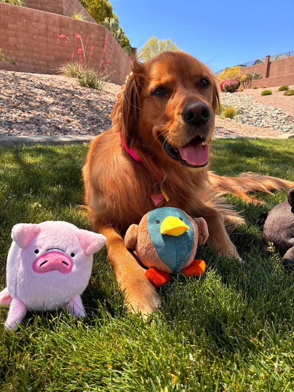 P.L.A.Y. Barnyard Buddies Dana the Duck hundleksak large med pip