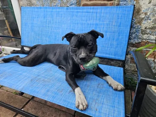Spunky Pup Squeaky Gems Diamond hundleksak bla med pip