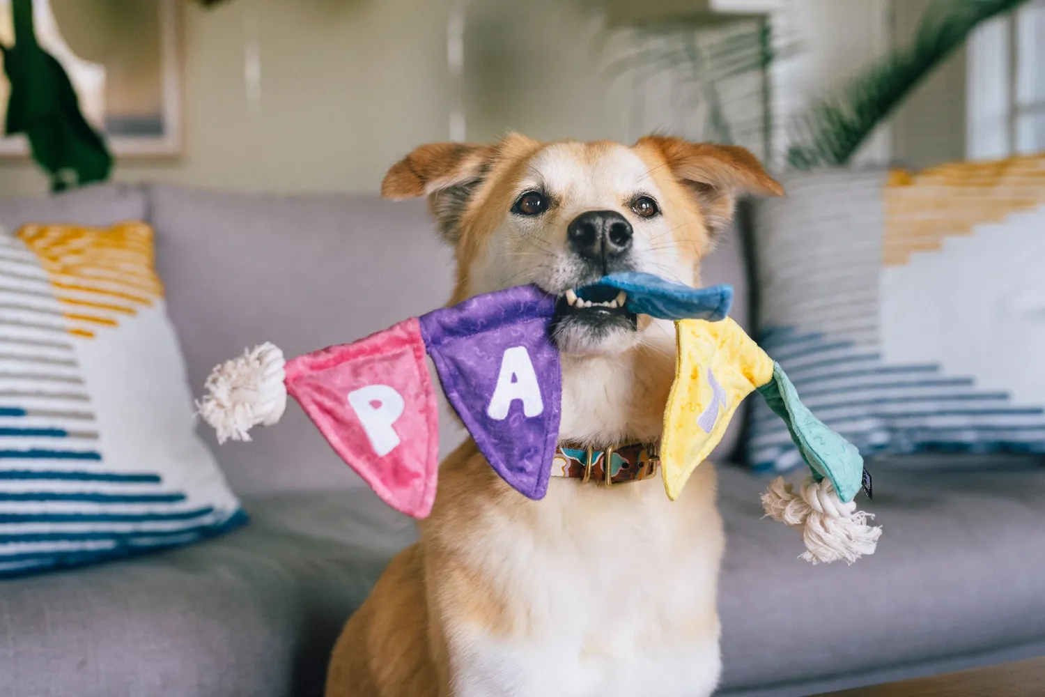 P.L.A.Y. Party Animal Tug n Party Banner dragleksak med pip