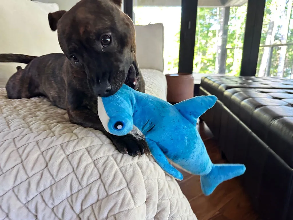 P.L.A.Y. Ocean Buddies Great White Gabe hundleksak haj med pip