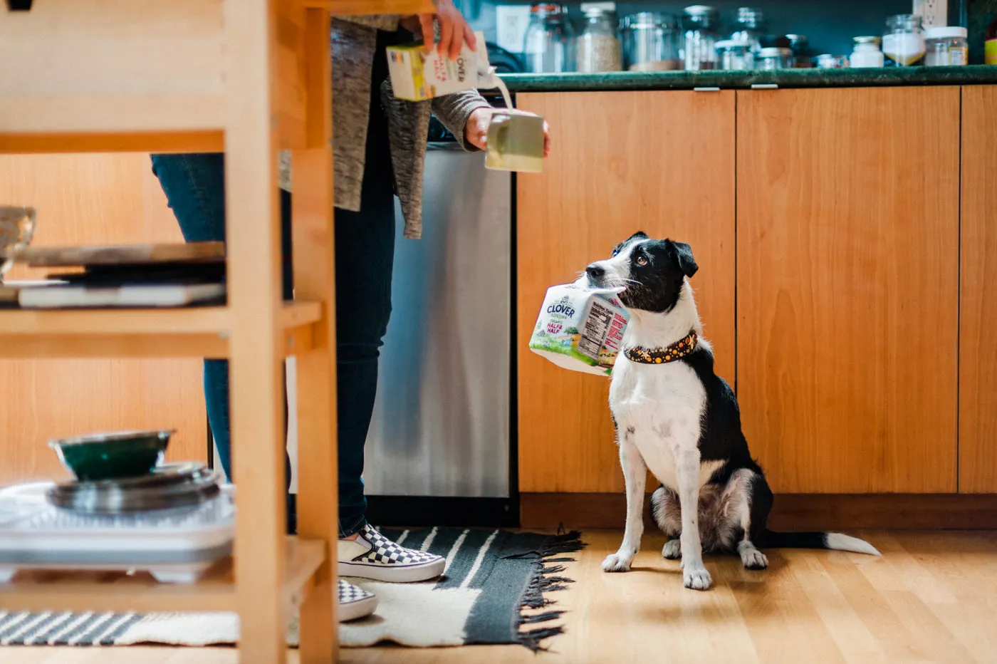P.L.A.Y. Clover Sonoma Canine Carton hundleksak med pip