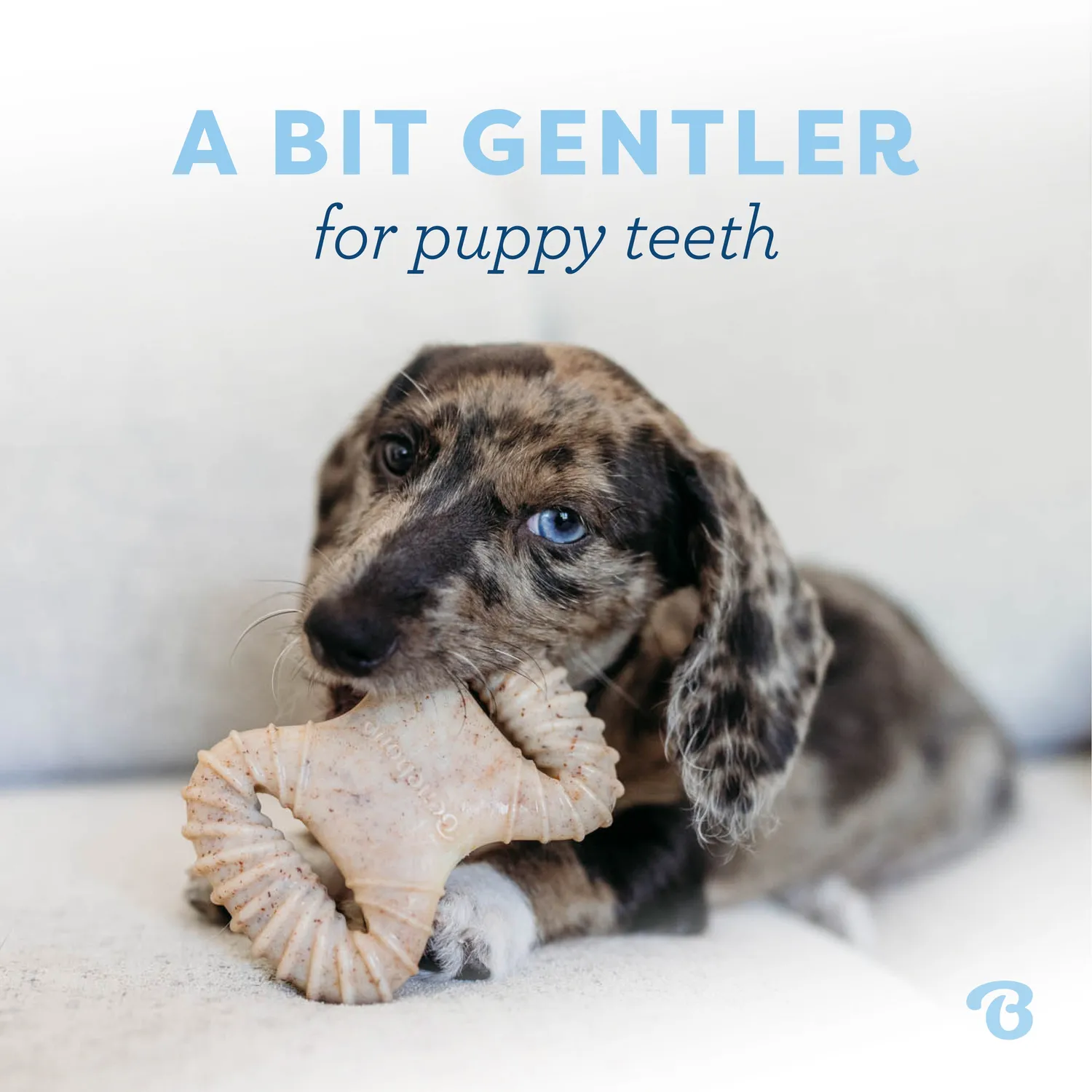 Benebone Puppy Dental Chew tuggben tiny bacon