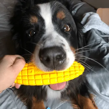 SodaPup Corn on the Cob tuggleksak nylon gul