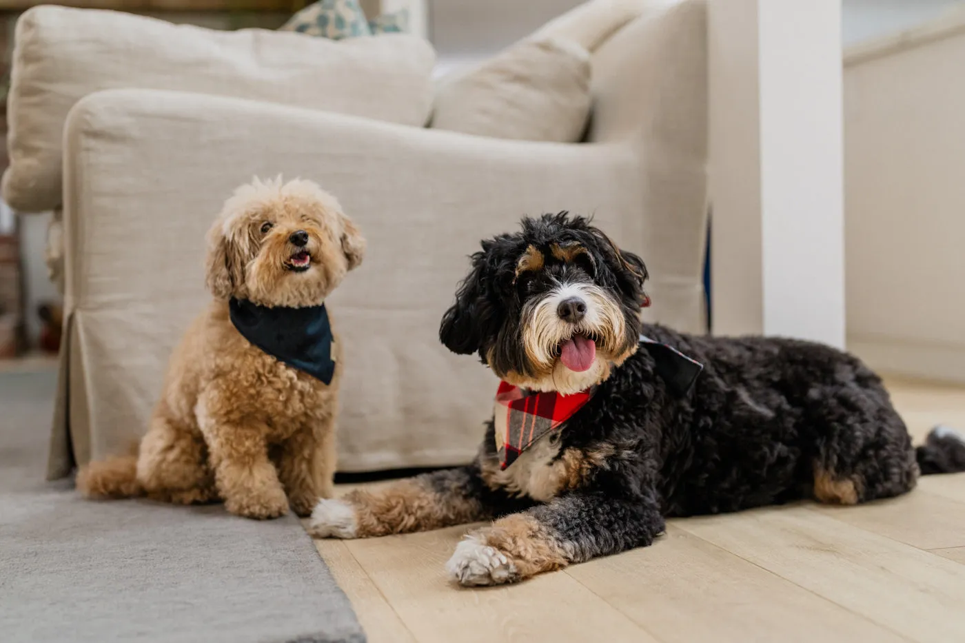 P.L.A.Y. Doggy Duo The Adventurer hundbandana bomull