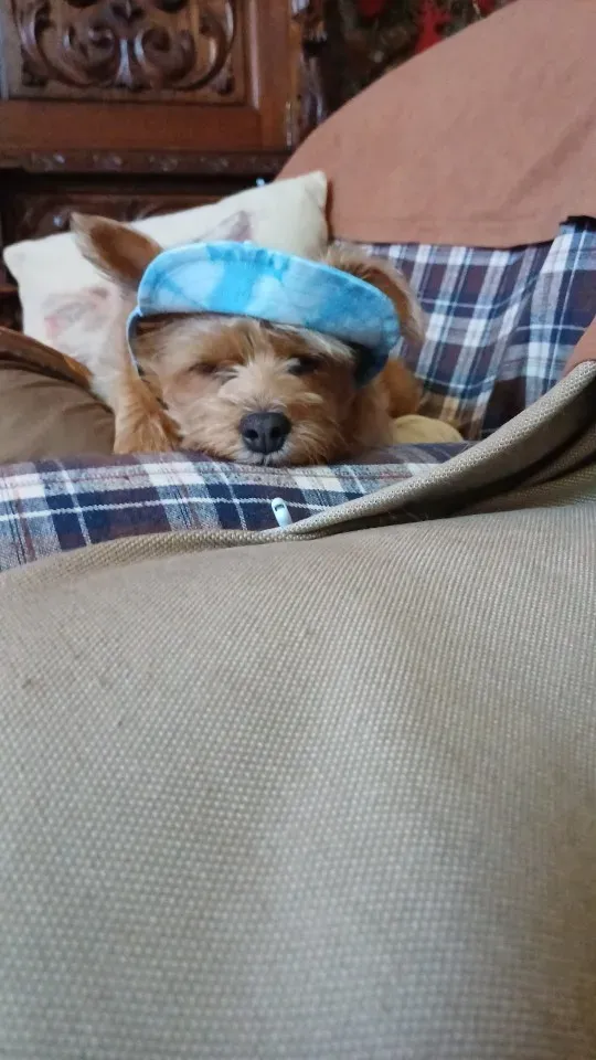 Pawtato Adjustable Sun Visor hundkeps med öronhål