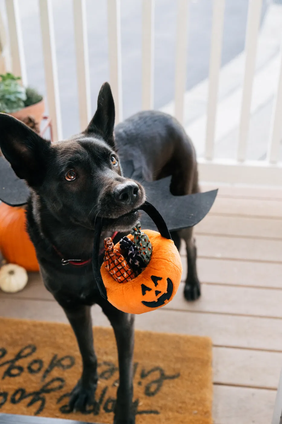 P.L.A.Y. Howl-o-ween Treat Basket mjuk hundleksak pumpa