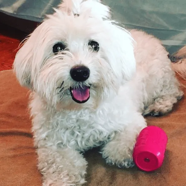 SodaPup Puppy Can tuggleksak small rosa för valpar
