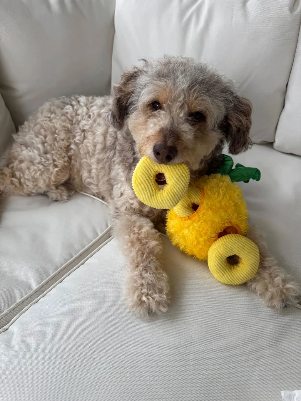 P.L.A.Y. Tropical Paradise Paws Up Pineapple hundleksak gul