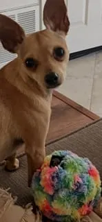 Spunky Pup Stuffies mjukisleksak Tangle Regular med godisfack