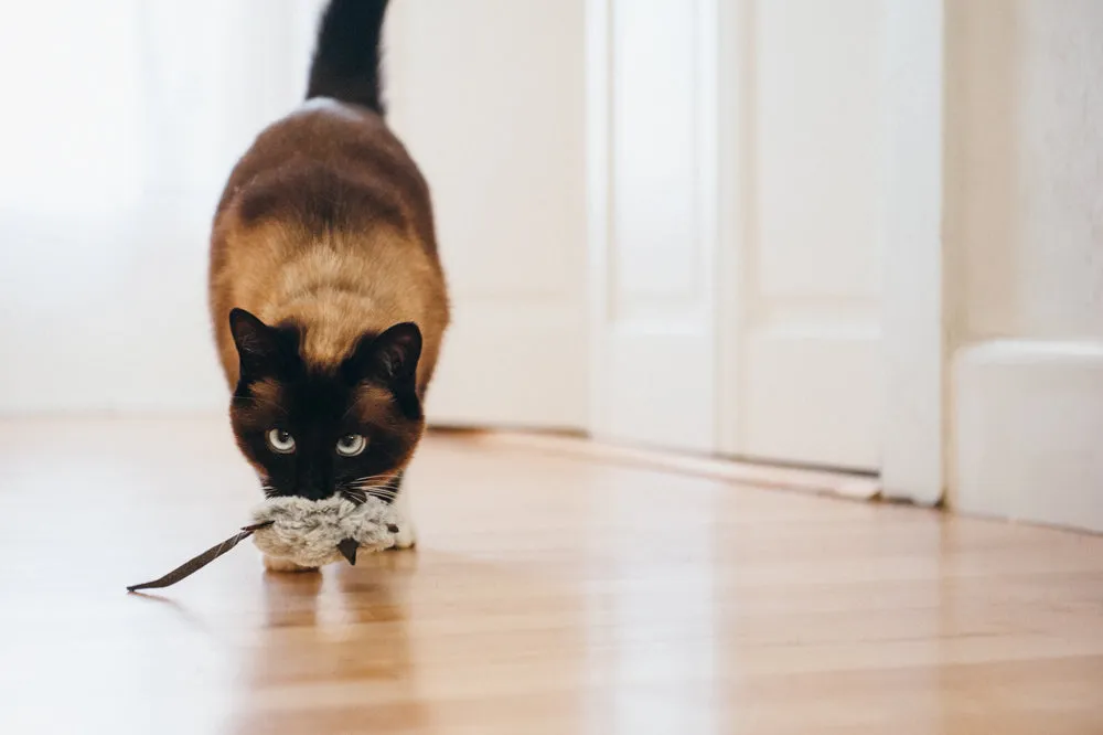 P.L.A.Y. Feline Frenzy Catch a Meowse kattleksak 2-pack med kattmynta