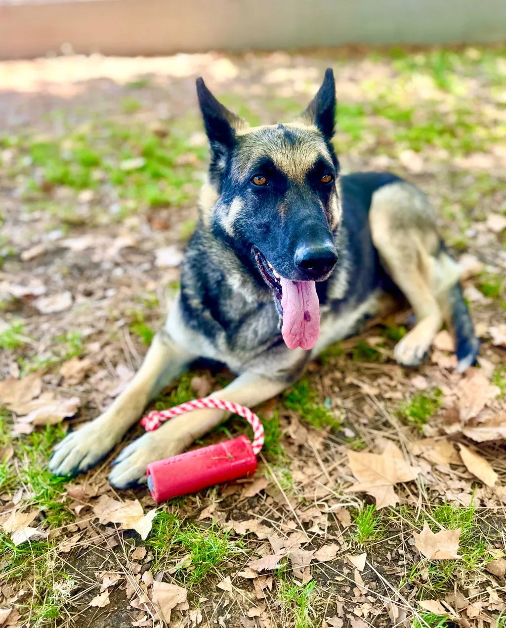 SodaPup USA-K9 Firecracker Floating Training Dummy hundleksak large röd flytande