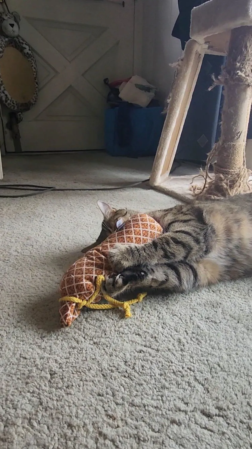 P.L.A.Y. Feline Frenzy Salami Slammer kattleksak kattmynta