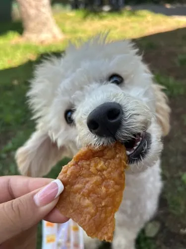 Spunky Pup Chicken Jerky Tenders hundgodis kyckling 12 oz