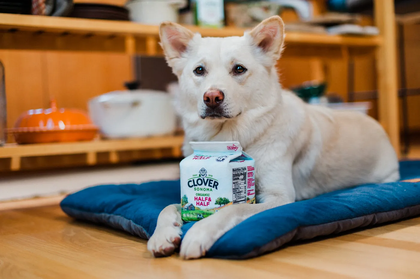 P.L.A.Y. Clover Sonoma Canine Carton hundleksak med pip