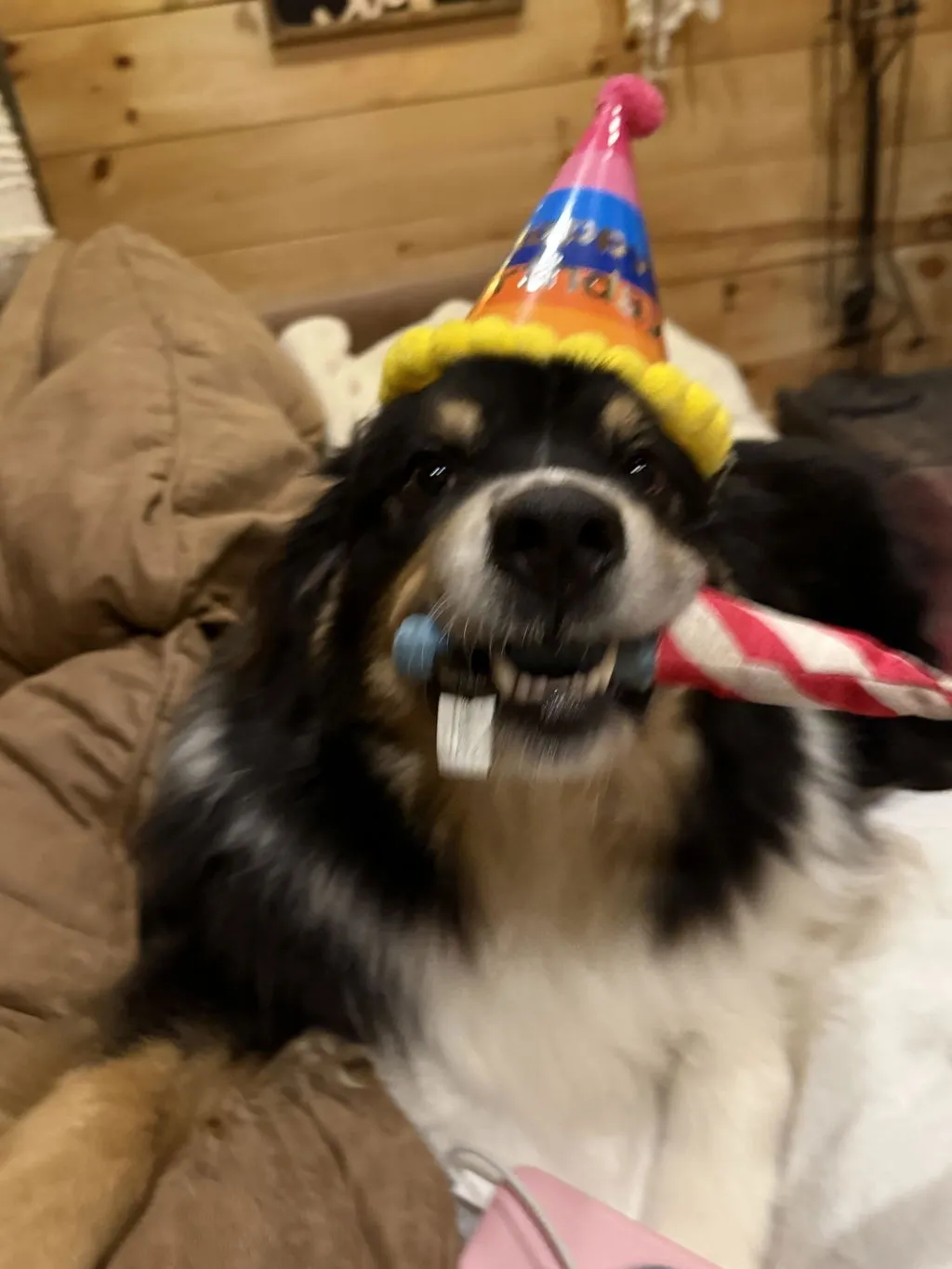 P.L.A.Y. Party Time Pawfect Present mjukisleksak mini födelsedag pip