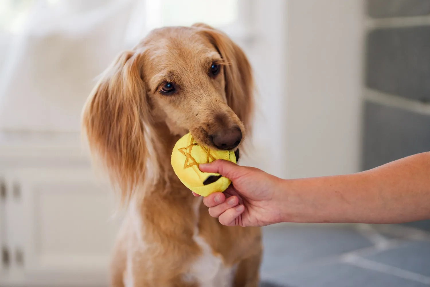 P.L.A.Y. Paw-nukkah Gelt-y Treats hundleksak med pip