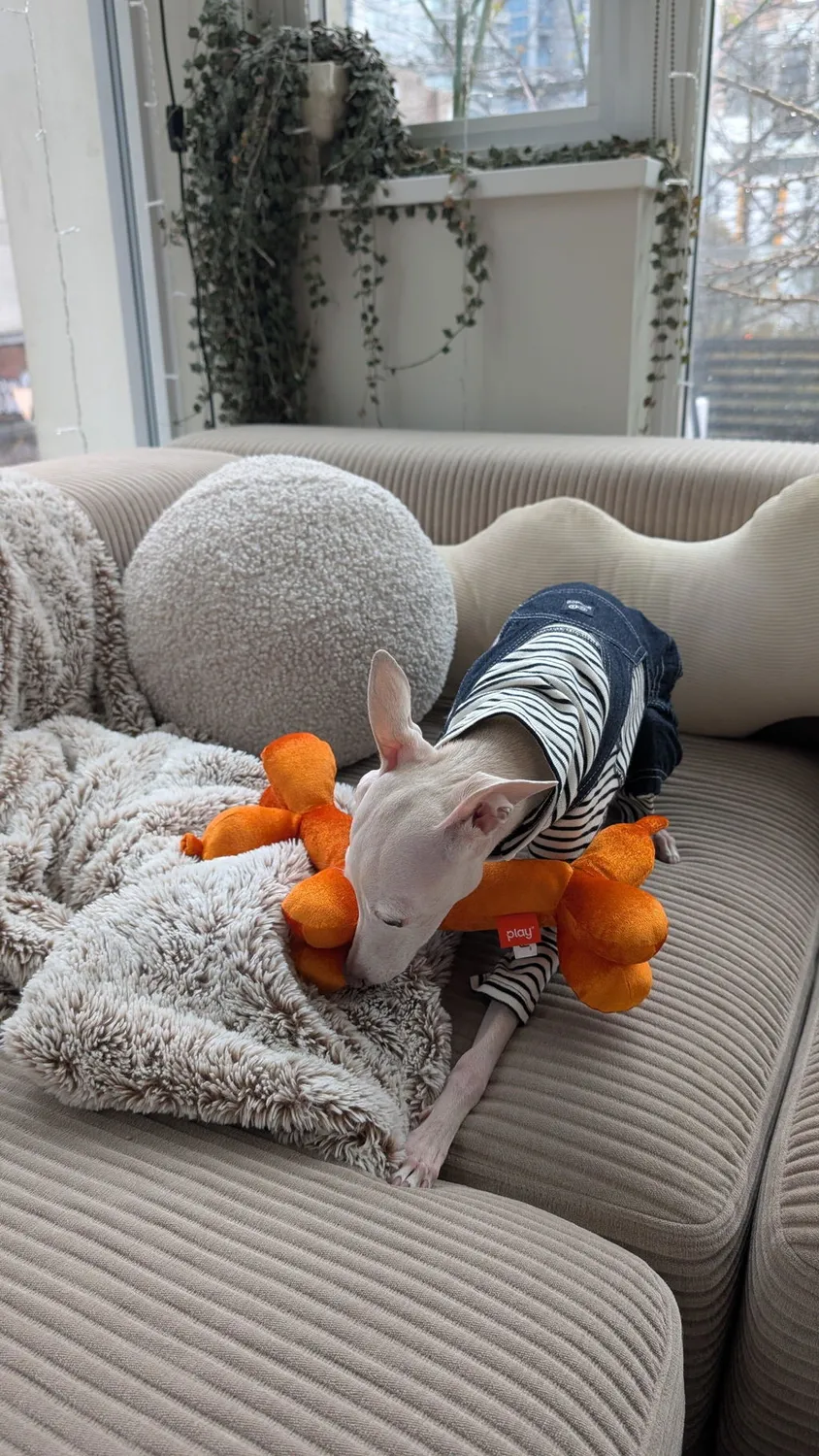 P.L.A.Y. Party Animal Balloon Buddy mjukisleksak orange