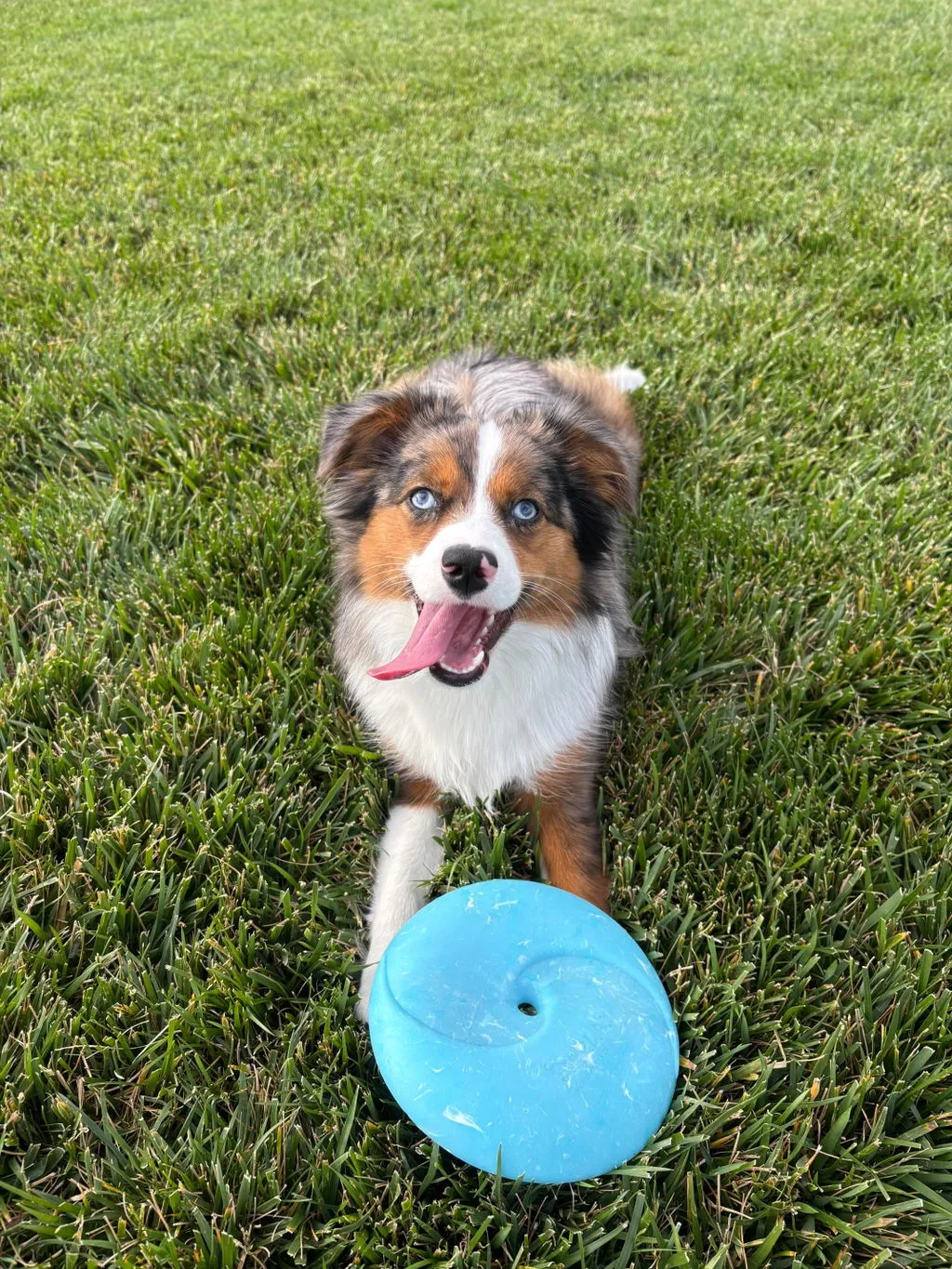 P.L.A.Y. ZoomieRex InfiniDisc hundfrisbee mjuk flytande