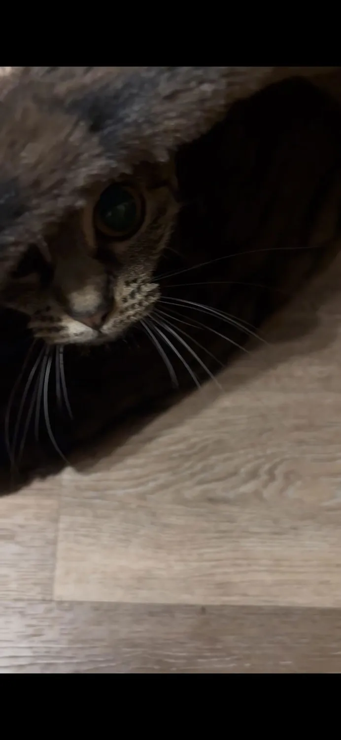 P.L.A.Y. Feline Frenzy Purr & Pounce katttunnel Night Sky Black