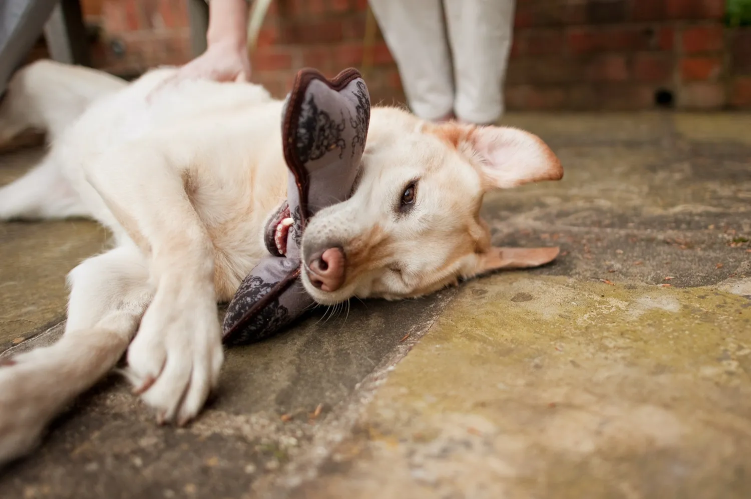 P.L.A.Y. ECO PLAY Bone mjuk hundleksak ben med pip