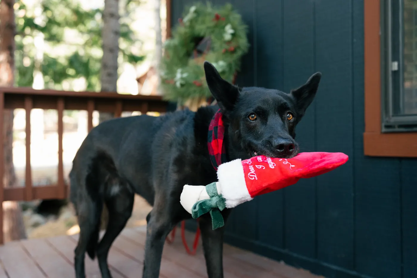 P.L.A.Y. Merry Woofmas Good Dog Stocking hundleksak strumpa prassel