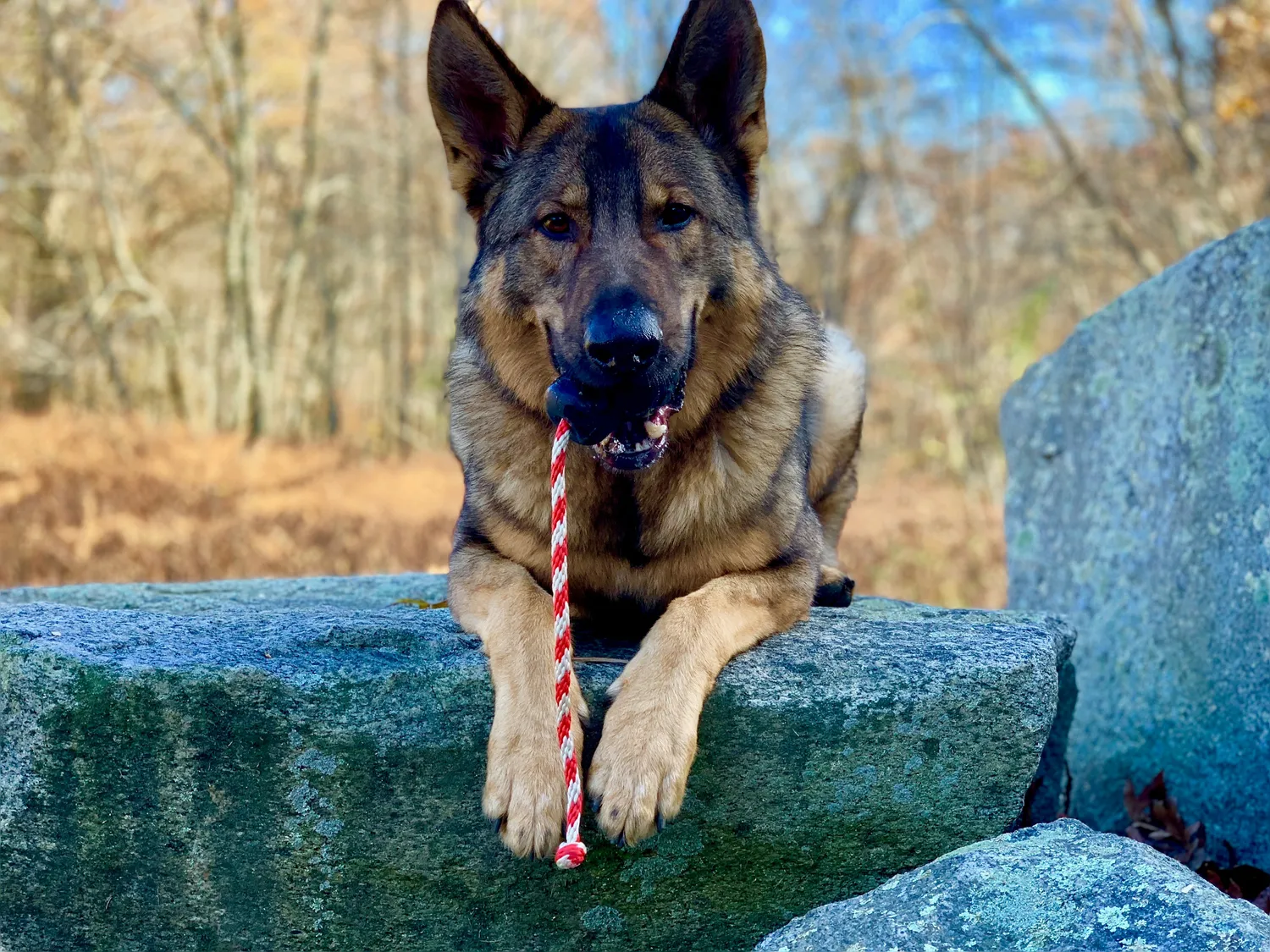 SodaPup USA-K9 Magnum Skull tuggleksak large svart hård