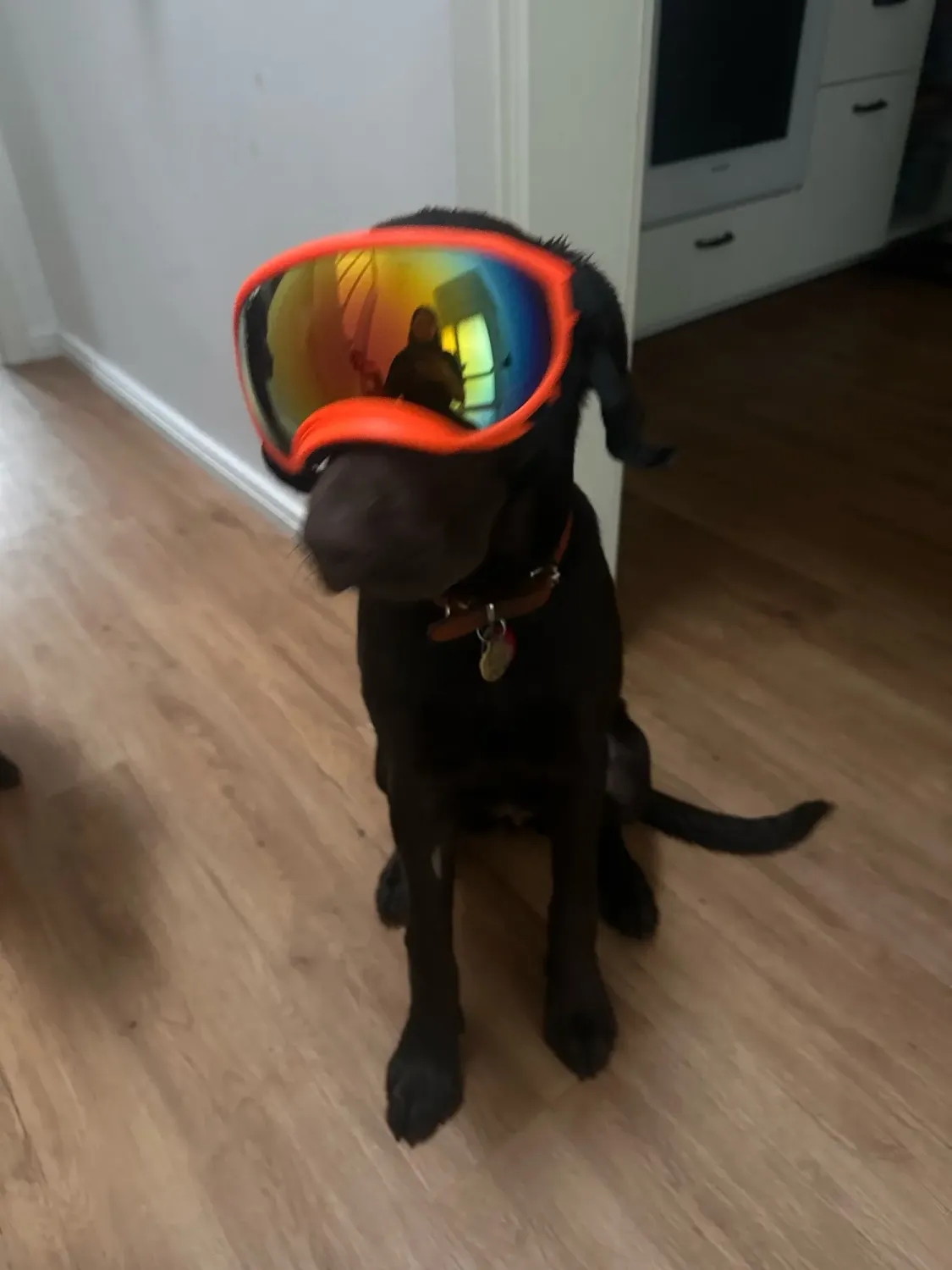 Pawtato UV400 Sun and Wind hundglasögon svart