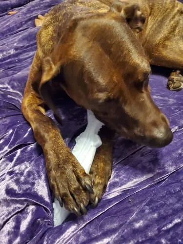 Spunky Pup Clean Earth Bone tuggben kycklingsmak