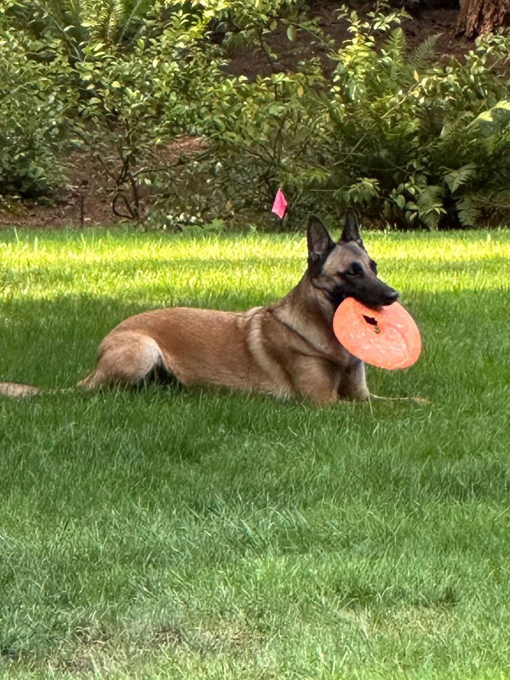 P.L.A.Y. ZoomieRex InfiniDisc hundfrisbee mjuk flytande