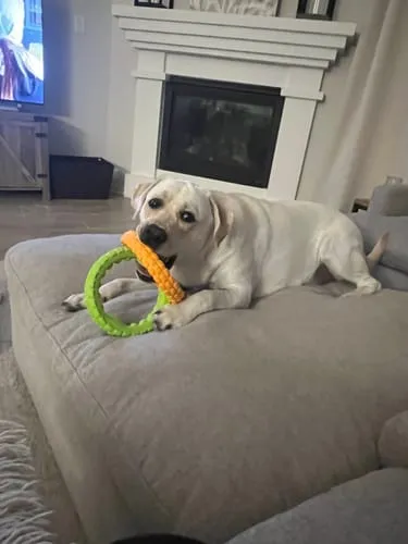 Spunky Pup Gnaw Guard hundleksak liten ring grön flytande