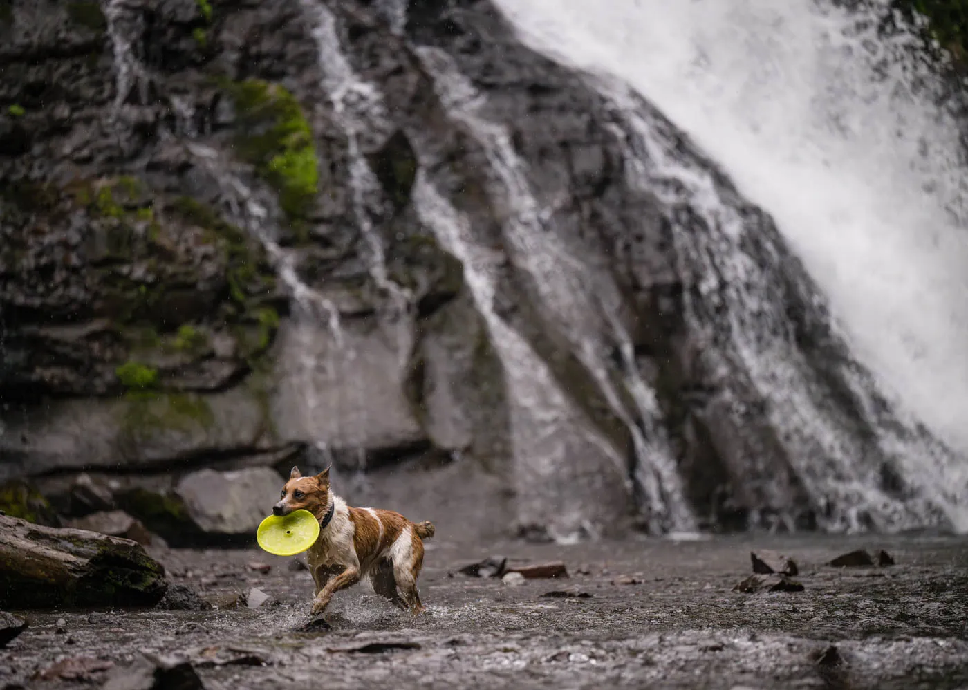 P.L.A.Y. ZoomieRex InfiniDisc hundfrisbee mjuk flytande