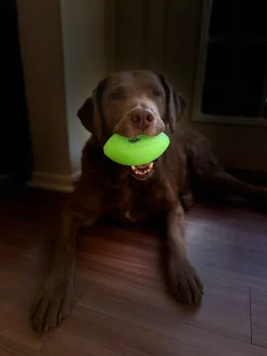 Spunky Pup Squeak & Glow Football boll grön