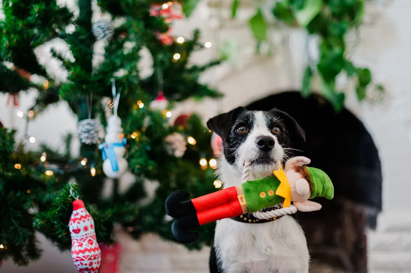 P.L.A.Y. Merry Woofmas Santa's Little Elf-er hundleksak dragkamp