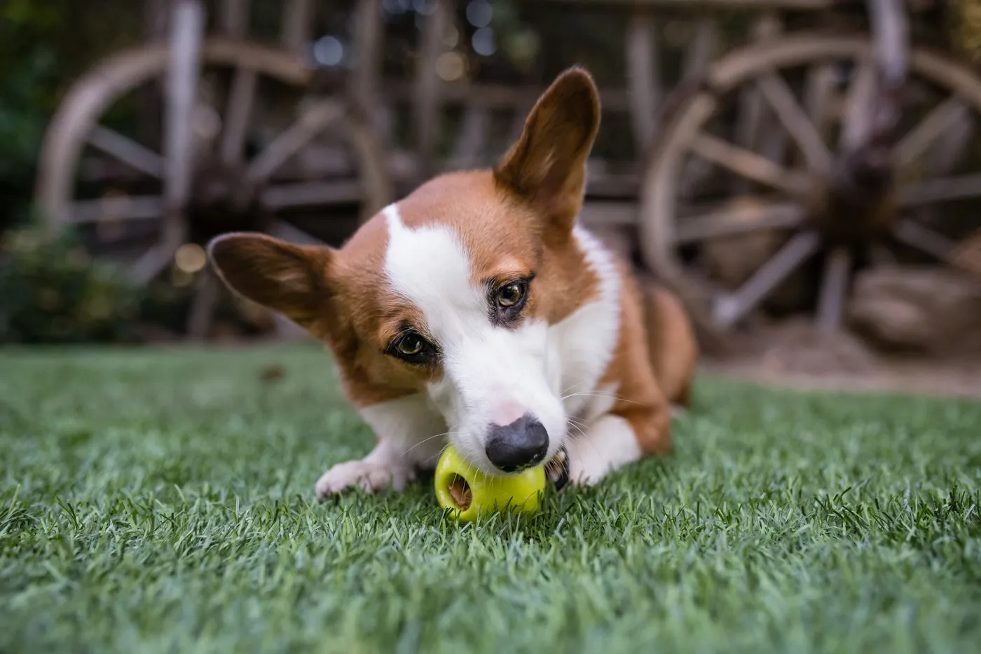P.L.A.Y. ZoomieRex IncrediBall flytande hundboll