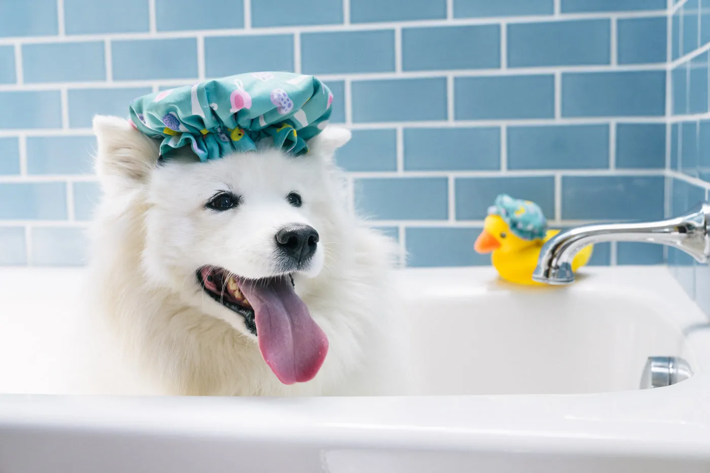 P.L.A.Y. Splish Splash Shower Quack hundleksak keps med pip