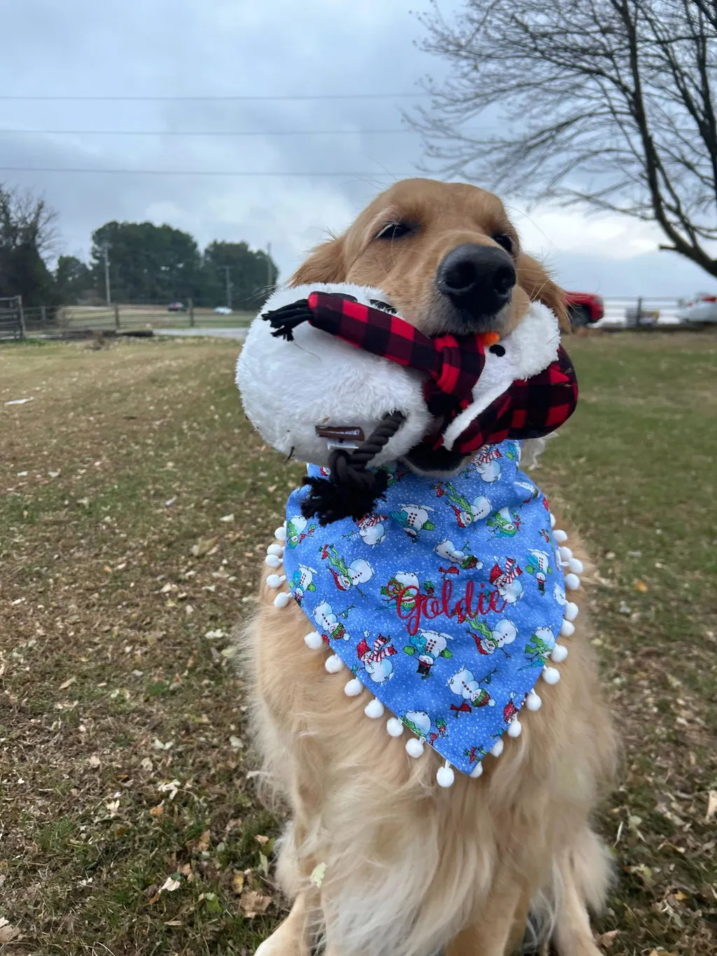 P.L.A.Y. Home for the Holidays Blizzard Buddy hundplysch pip