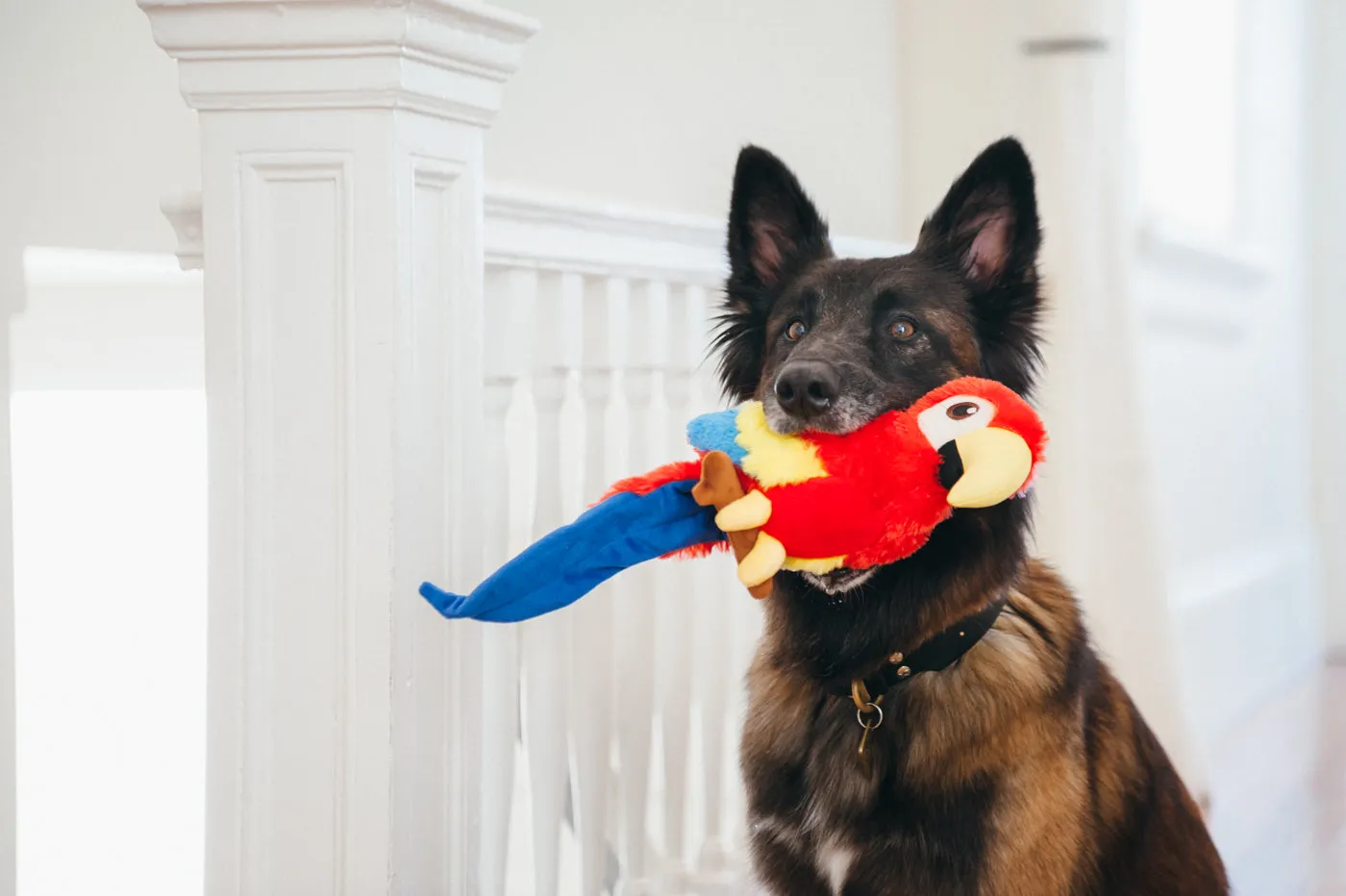 P.L.A.Y. Fetching Flock Paula Parrot hundleksak med pip