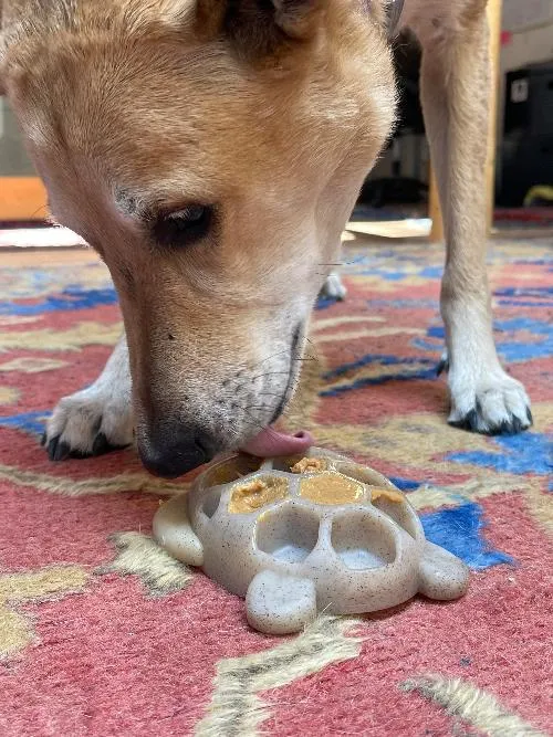 SodaPup Turtle Nylon tuggleksak hund brun sköldpadda