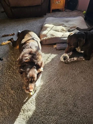 Spunky Pup Clean Earth Bone tuggben kycklingsmak