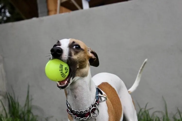 Spunky Pup Fetch & Glow hundboll medium självlysande