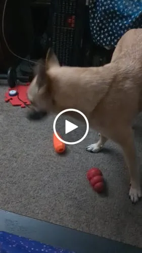 Spunky Pup Fruits Veggies godisleksak hund Banan gummi
