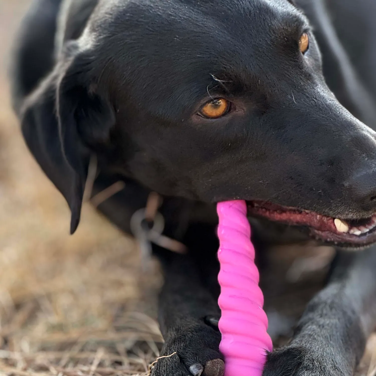 SodaPup Unicorn Horn tuggleksak nylon rosa