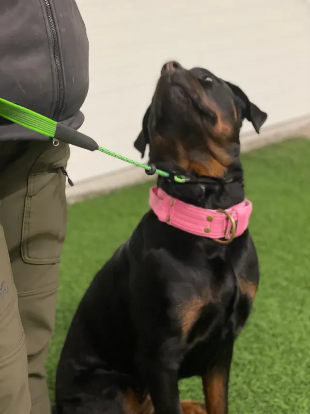 NewDog Kortkoppel med snara dressyrhalsband