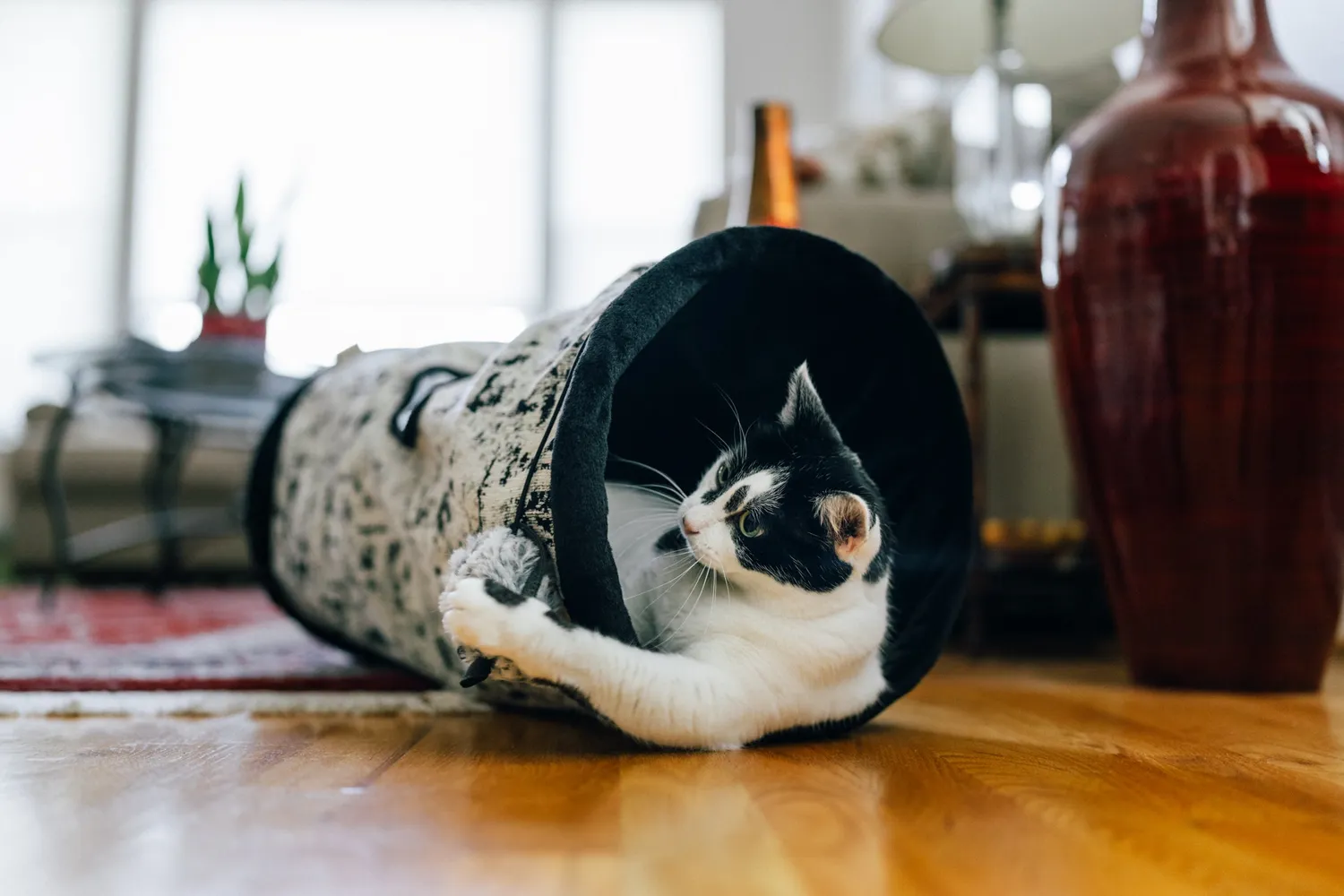 P.L.A.Y. Feline Frenzy Purr & Pounce katttunnel Night Sky Black
