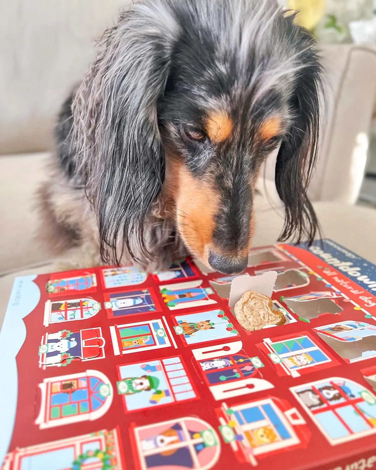 Spunky Pup Holiday adventskalender hund 25 luckor jordnöt