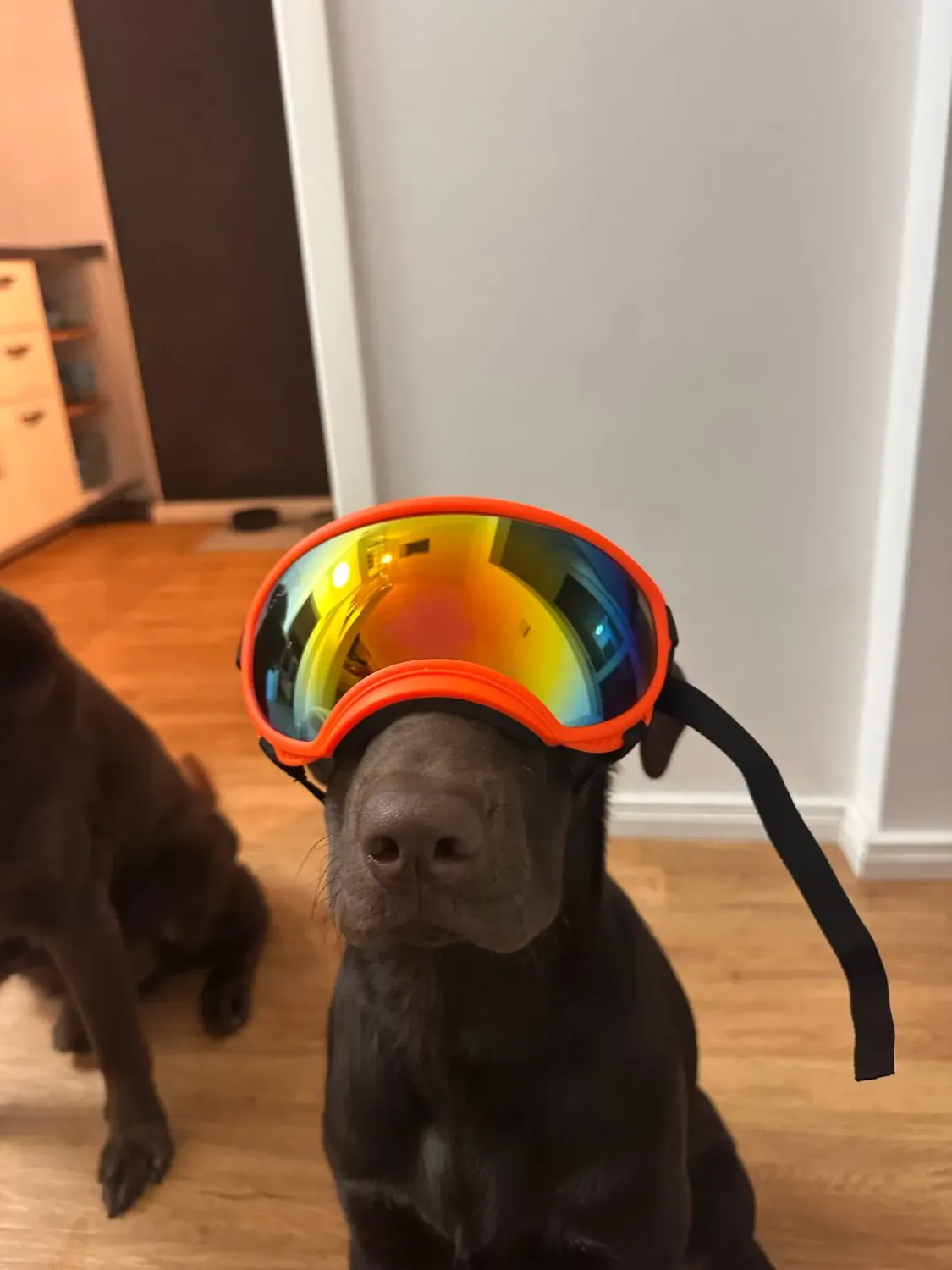 Pawtato UV400 Sun and Wind hundglasögon svart
