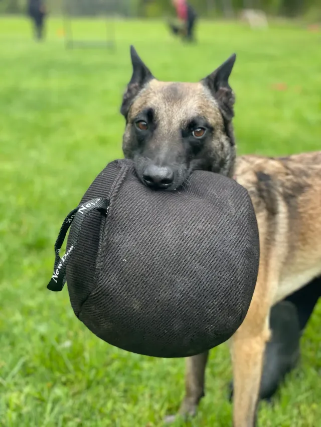 NewDog MaxiBaxi Boll belöningsboll stor