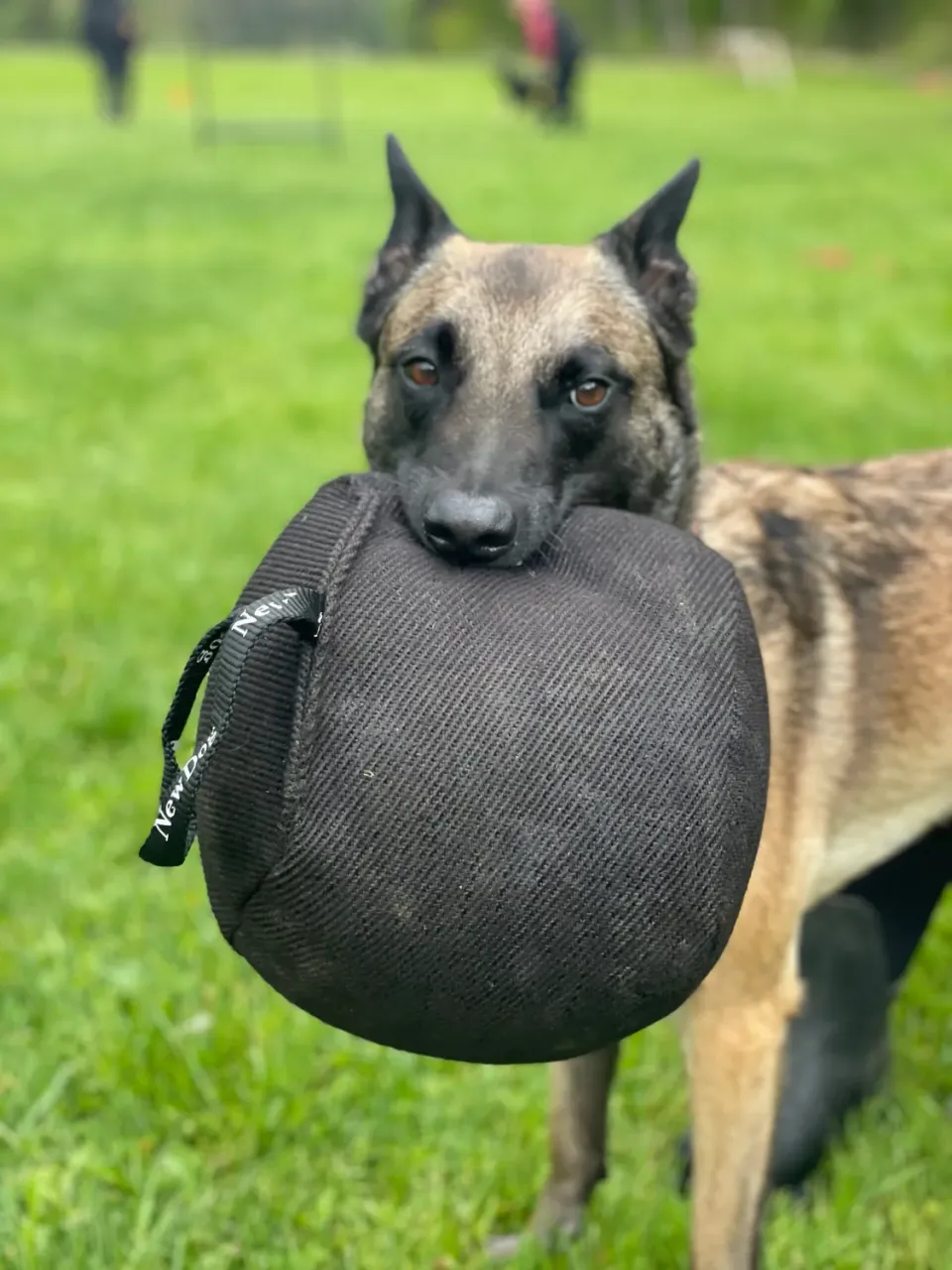 NewDog MaxiBaxi Boll belöningsboll stor