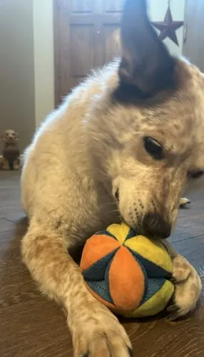Spunky Pup Stuffies mjukisleksak Tangle Regular med godisfack